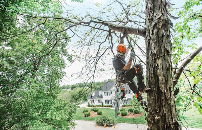 Technical Tree Climbing Moving Rope Systems (MRS) - North American Training  Solutions