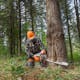 Man cutting trunk with MS 462 R C-M in STIHL PPE