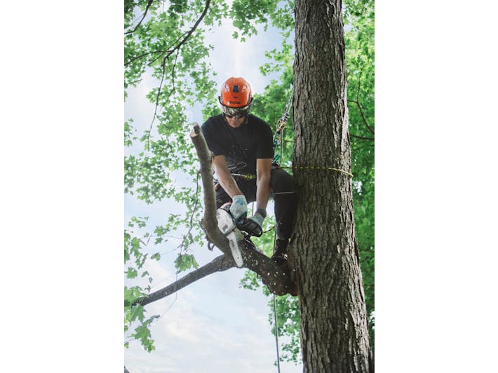 View from below of man in tree using the MS 151 T C-E to cut a branch